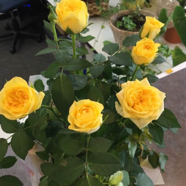 office tour roses
